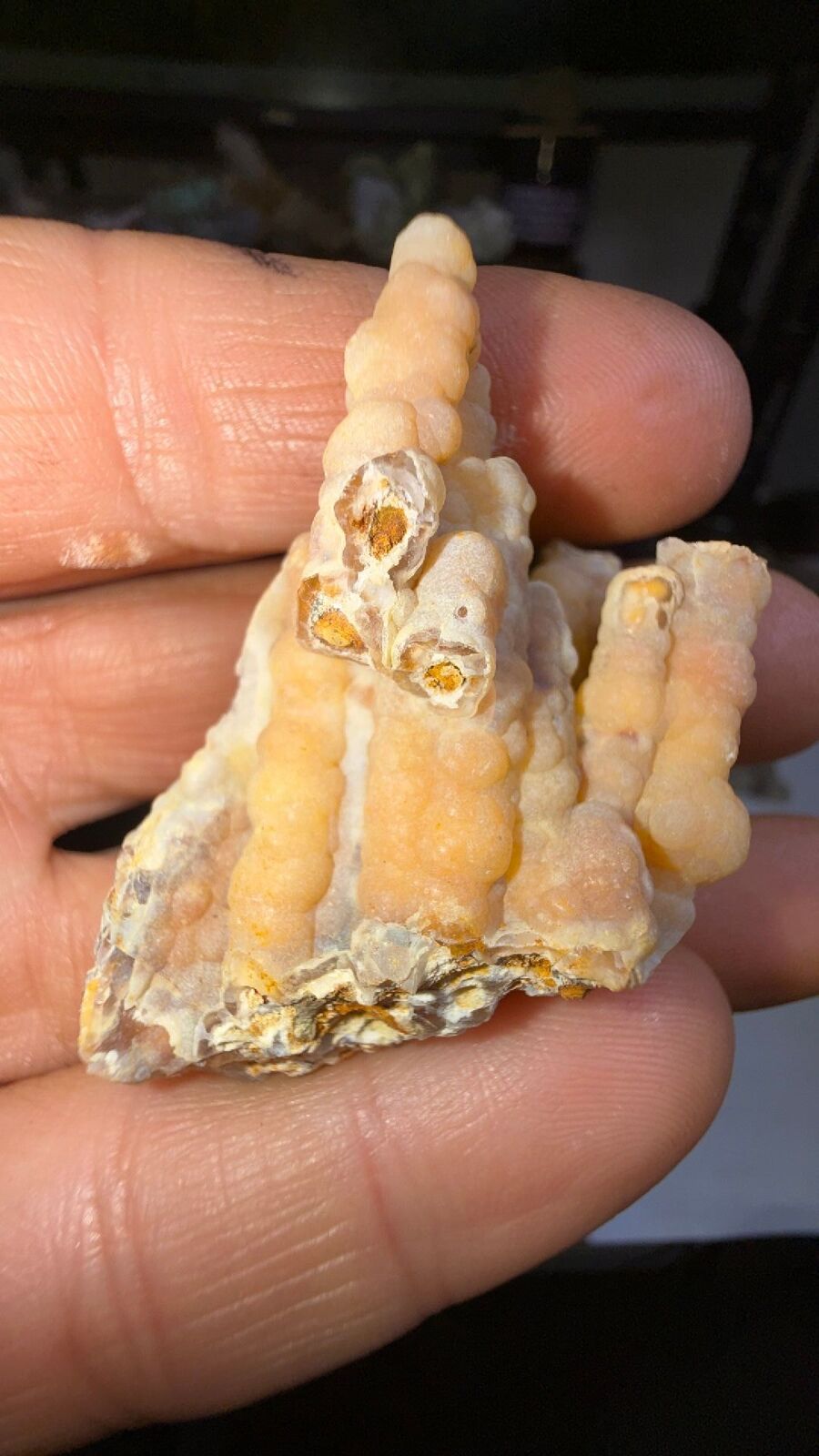 Fossilized bamboo #27