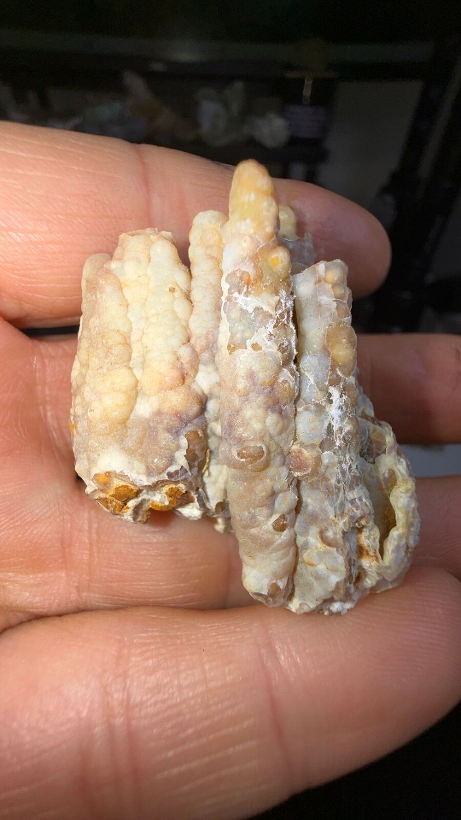 Fossilized bamboo #27