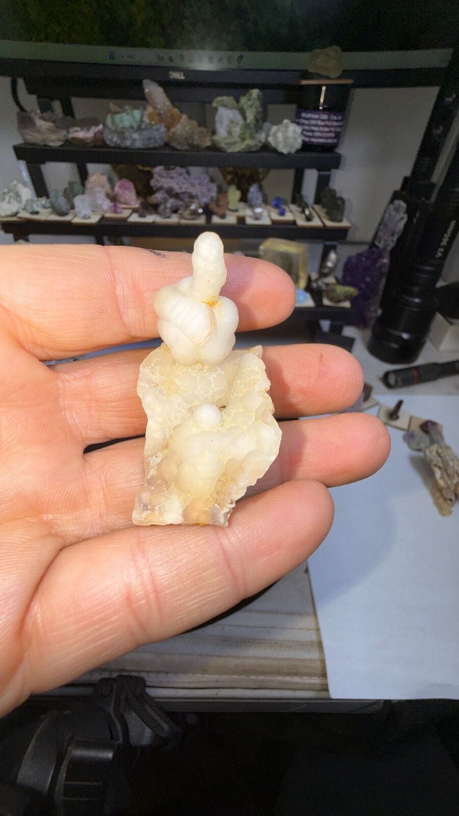 Fossil bamboo # 67