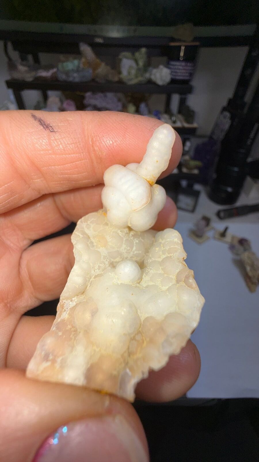 Fossil bamboo # 67