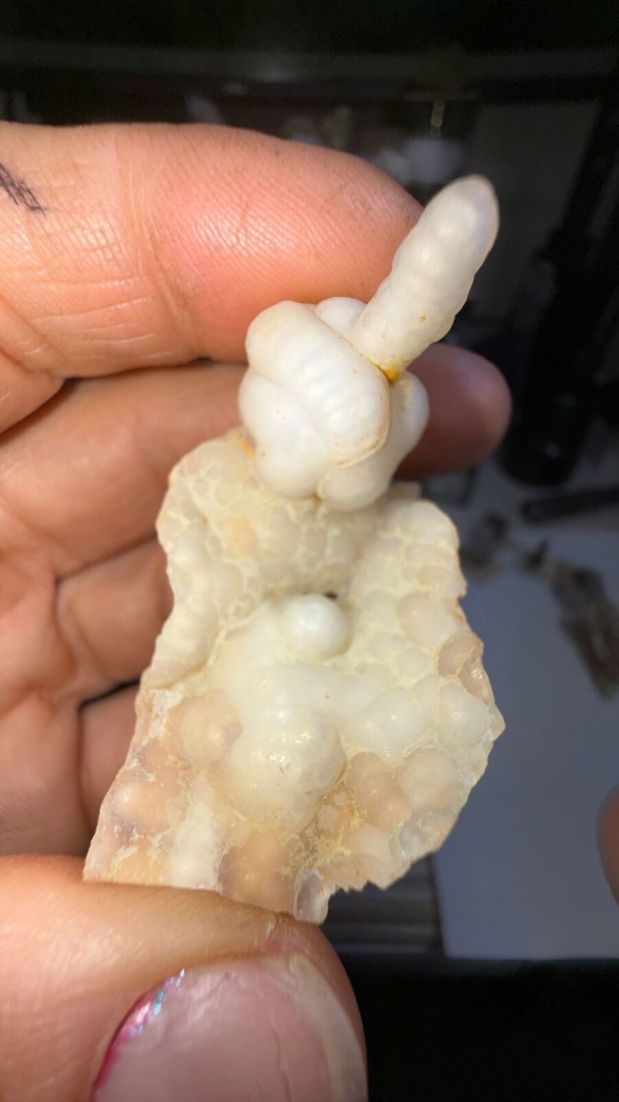 Fossil bamboo # 67