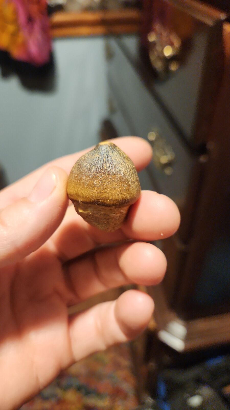 globadon tooth # 120