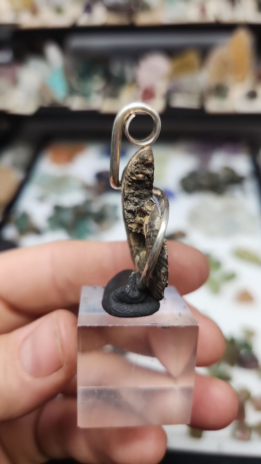 Pyratized Ammonite #110