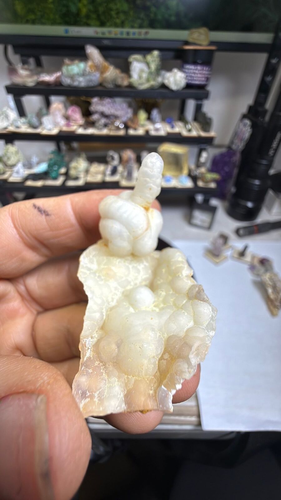 Fossil bamboo # 67