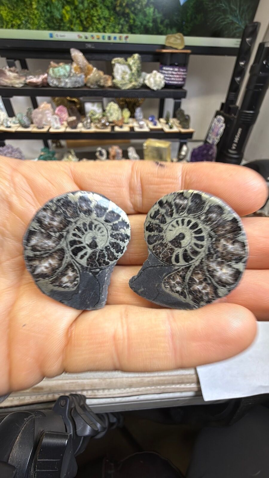 Pyrite ammonite # 144