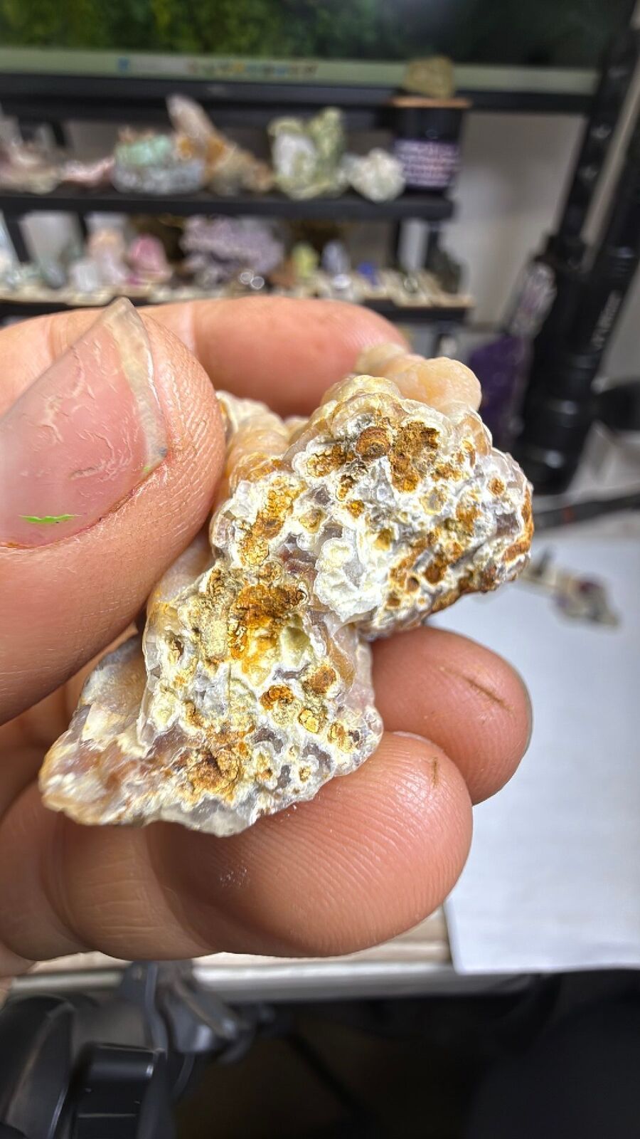 Fossilized bamboo #27
