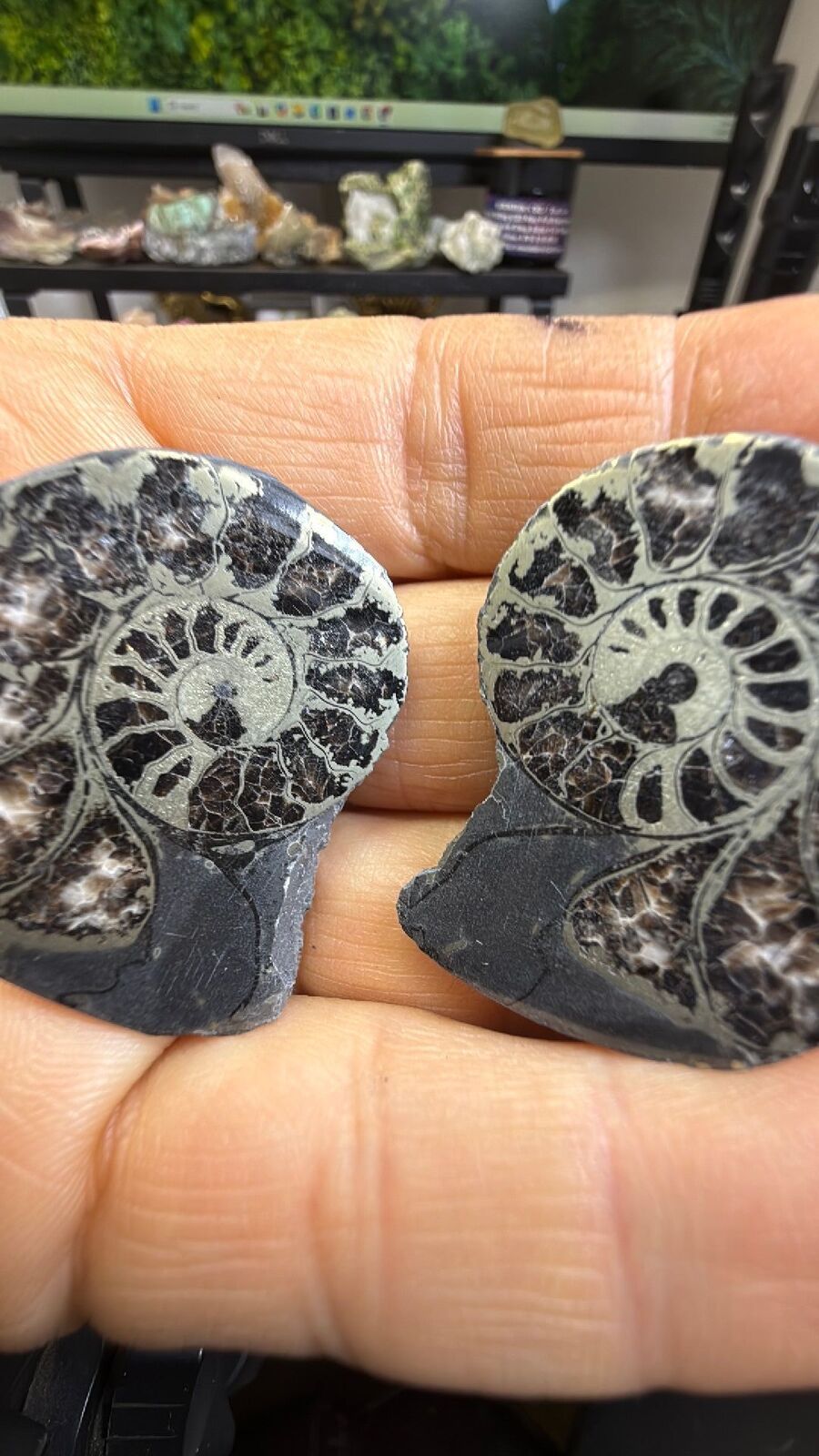 Pyrite ammonite # 144