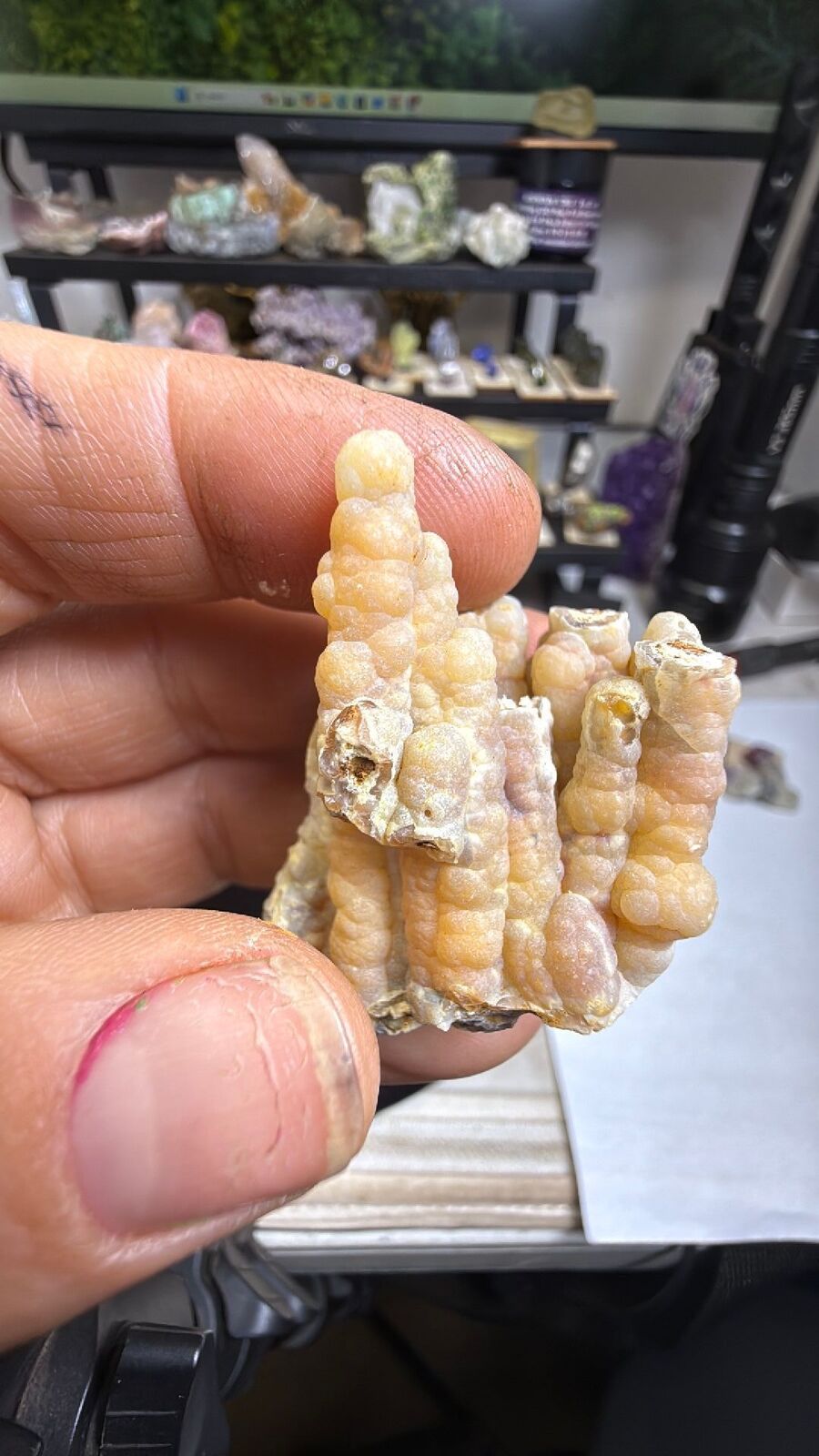 Fossilized bamboo #27