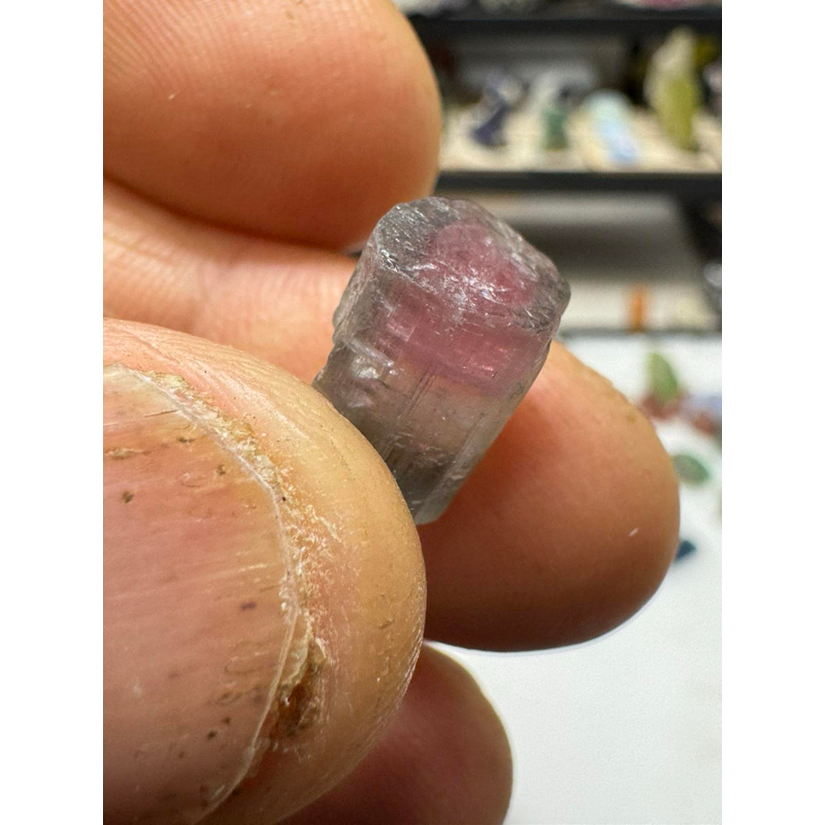 2.4 gram terminated watermelon tourmaline crystal #239 from Afghanistan