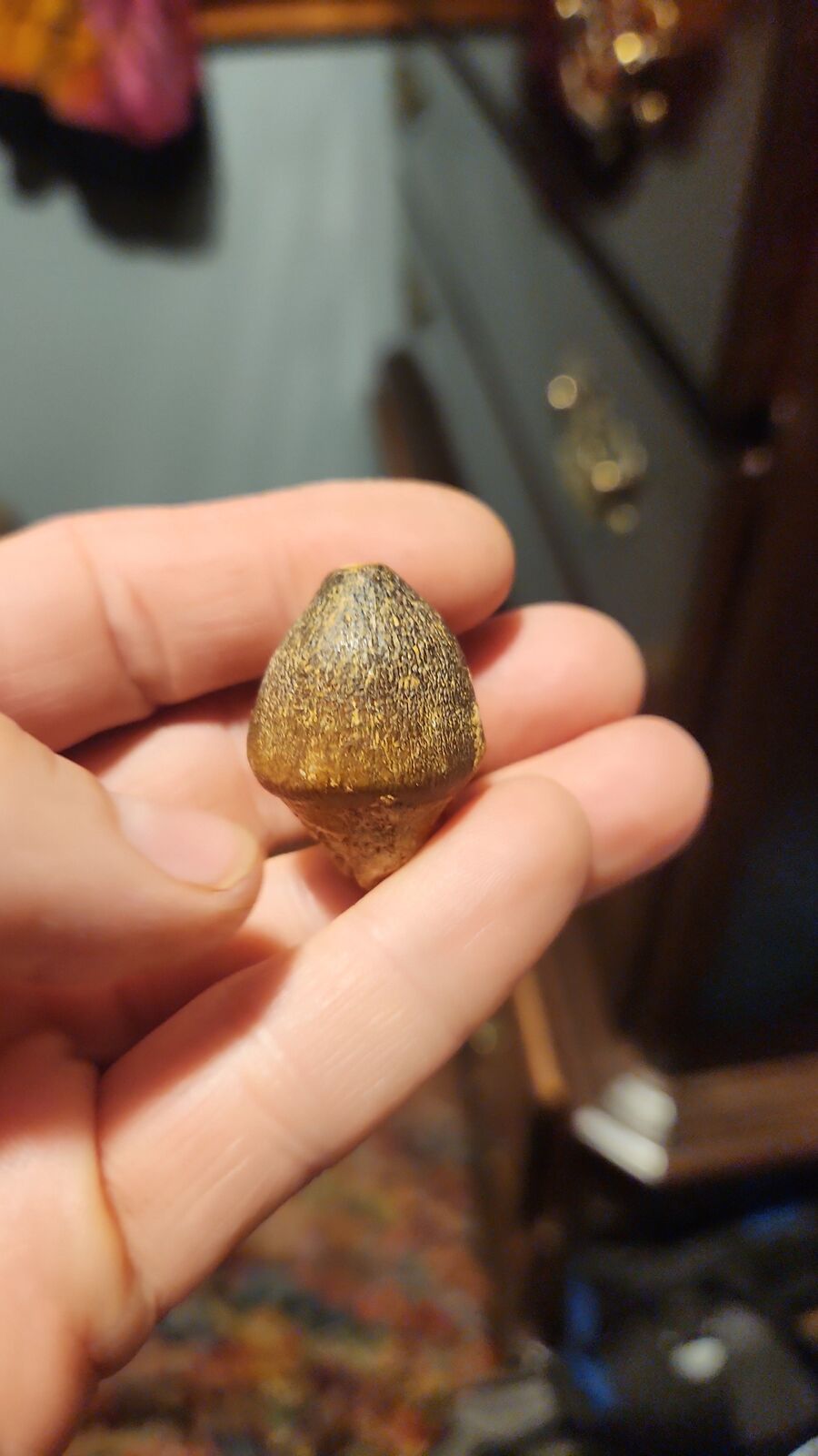 globadon tooth # 120
