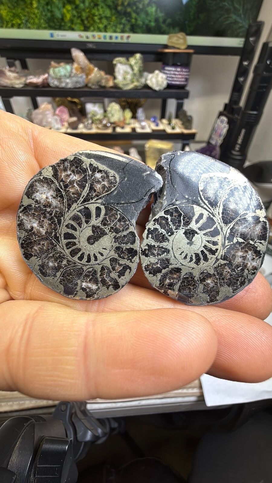 Pyrite ammonite # 144