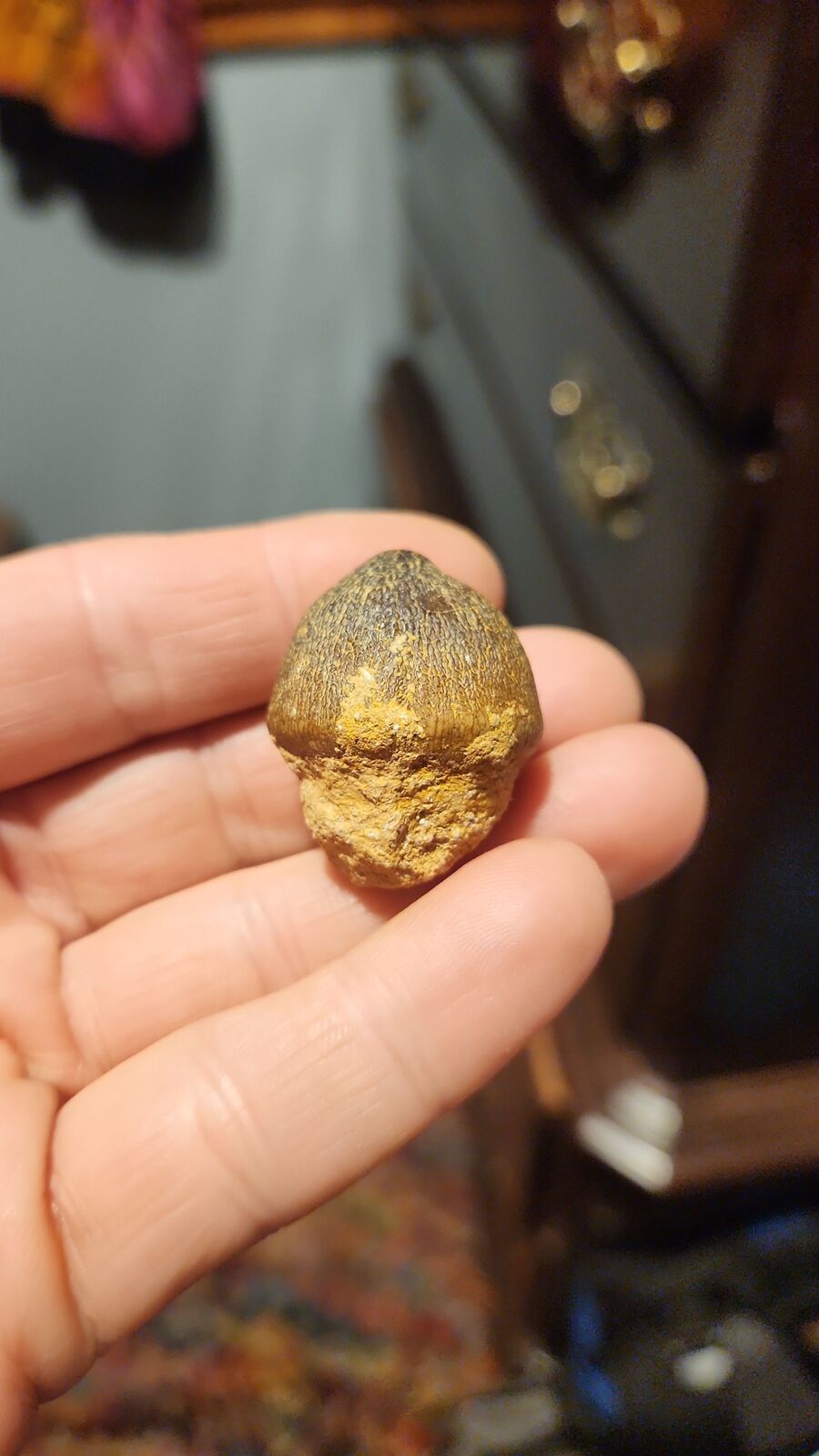 globadon tooth # 120