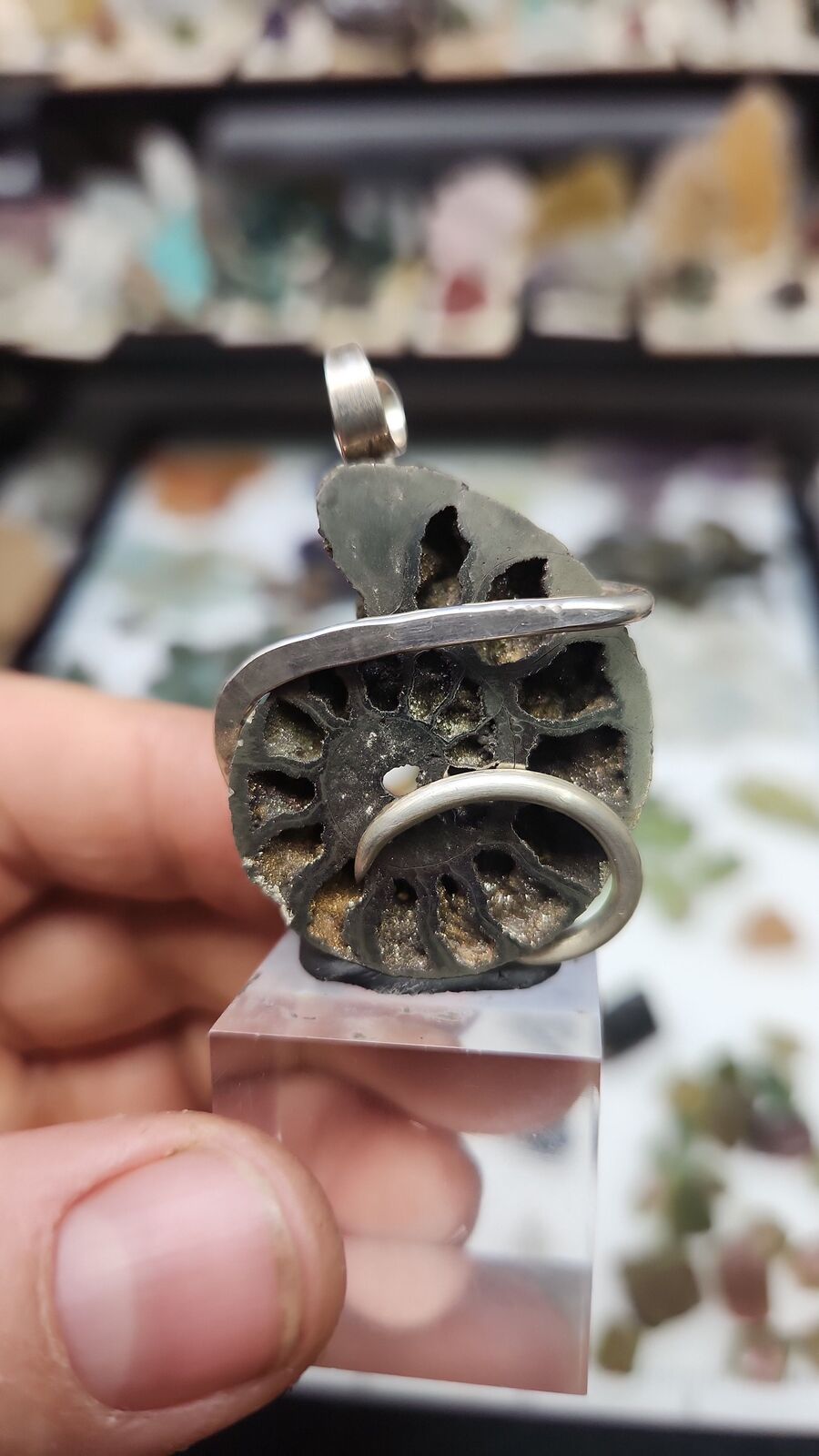 Pyratized Ammonite #110