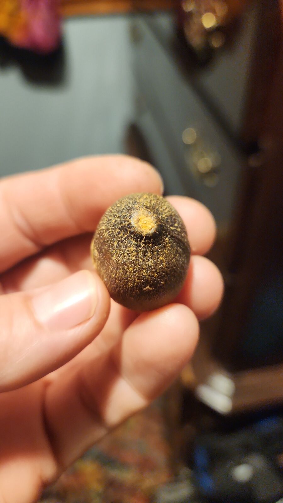 globadon tooth # 120