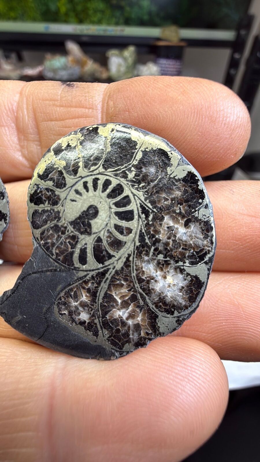 Pyrite ammonite # 144