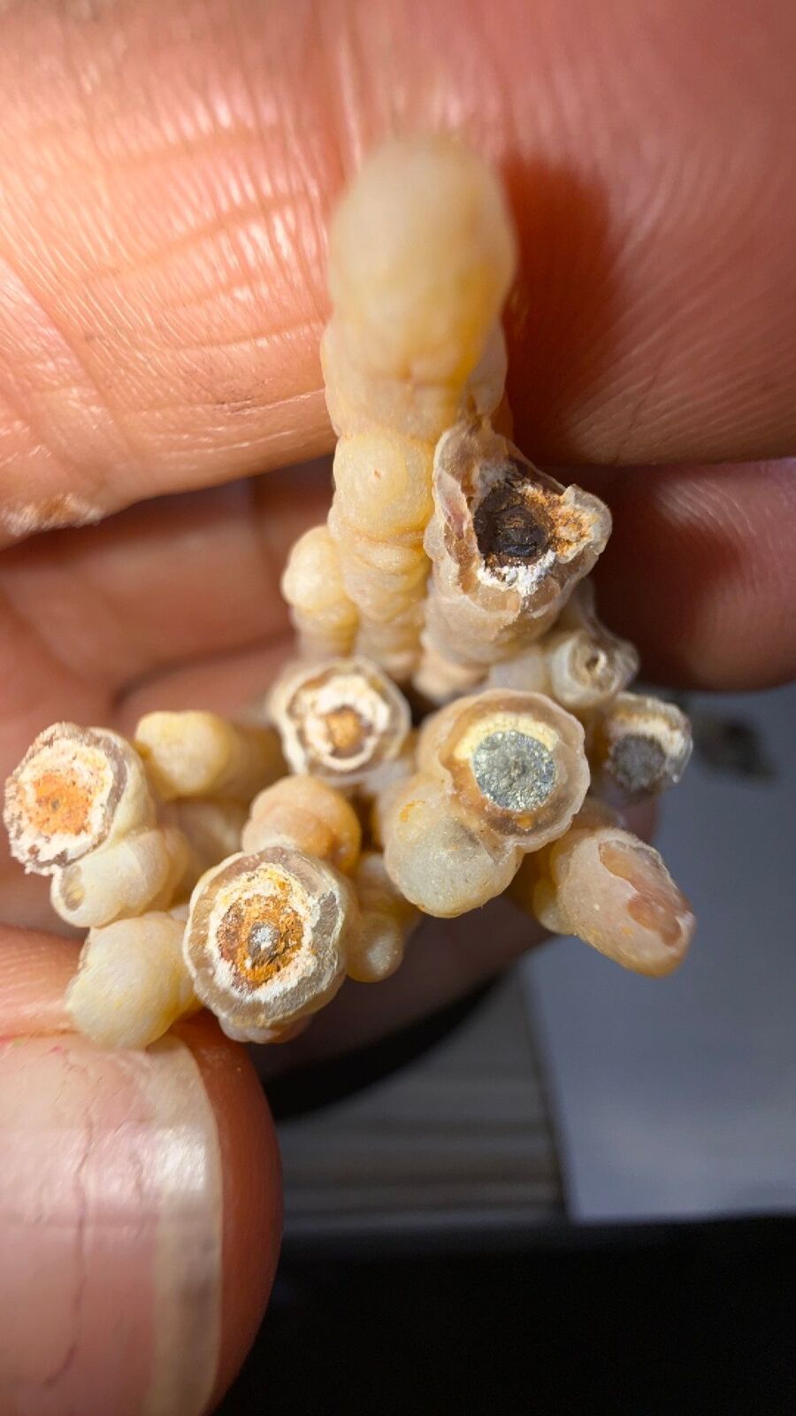 Fossilized bamboo #27