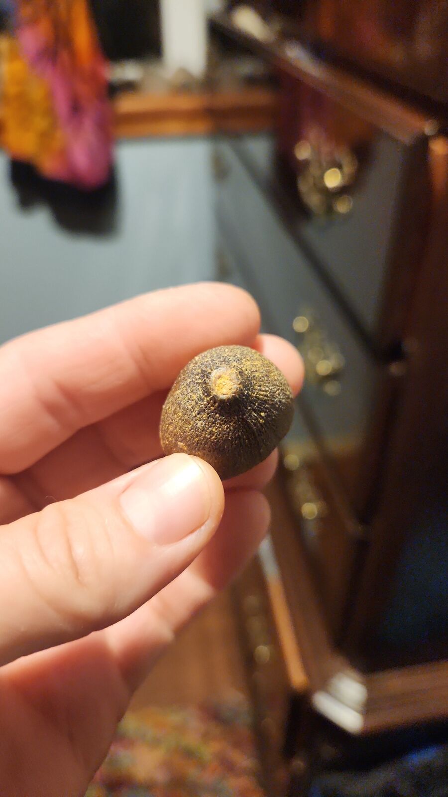 globadon tooth # 120