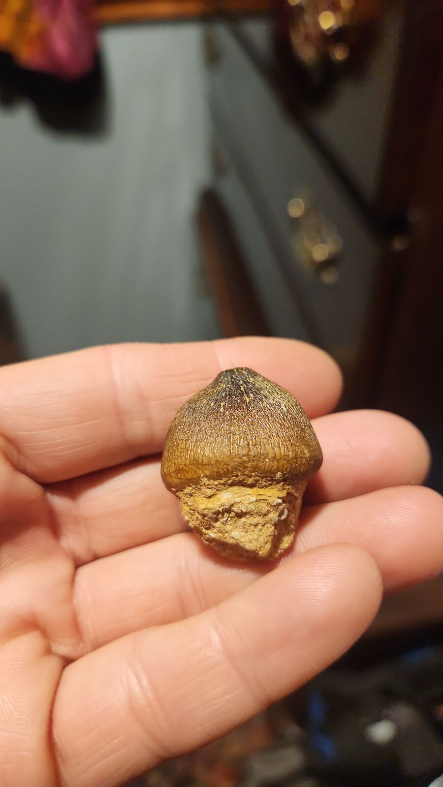globadon tooth # 120