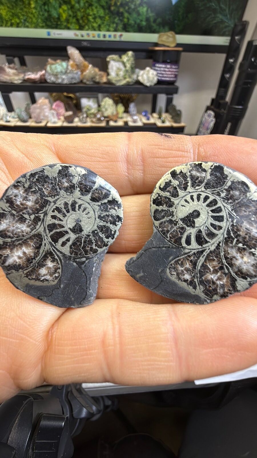 Pyrite ammonite # 144