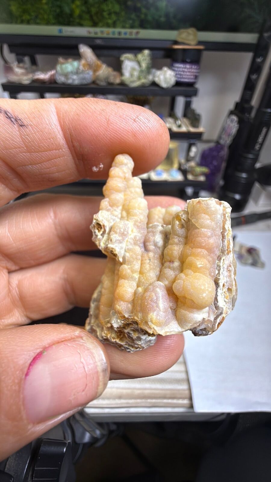 Fossilized bamboo #27