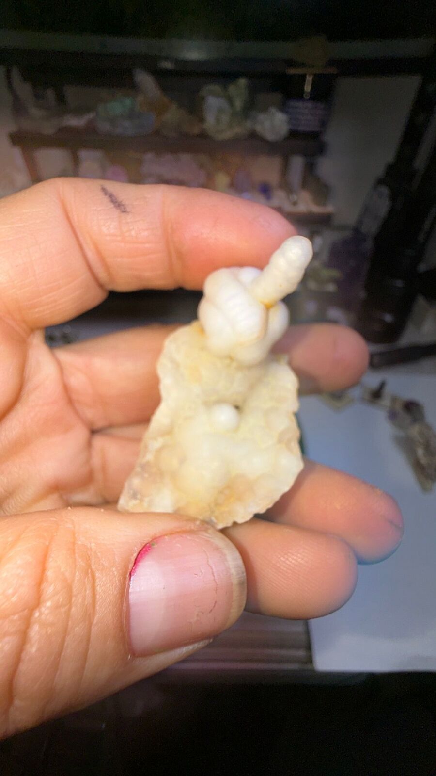 Fossil bamboo # 67