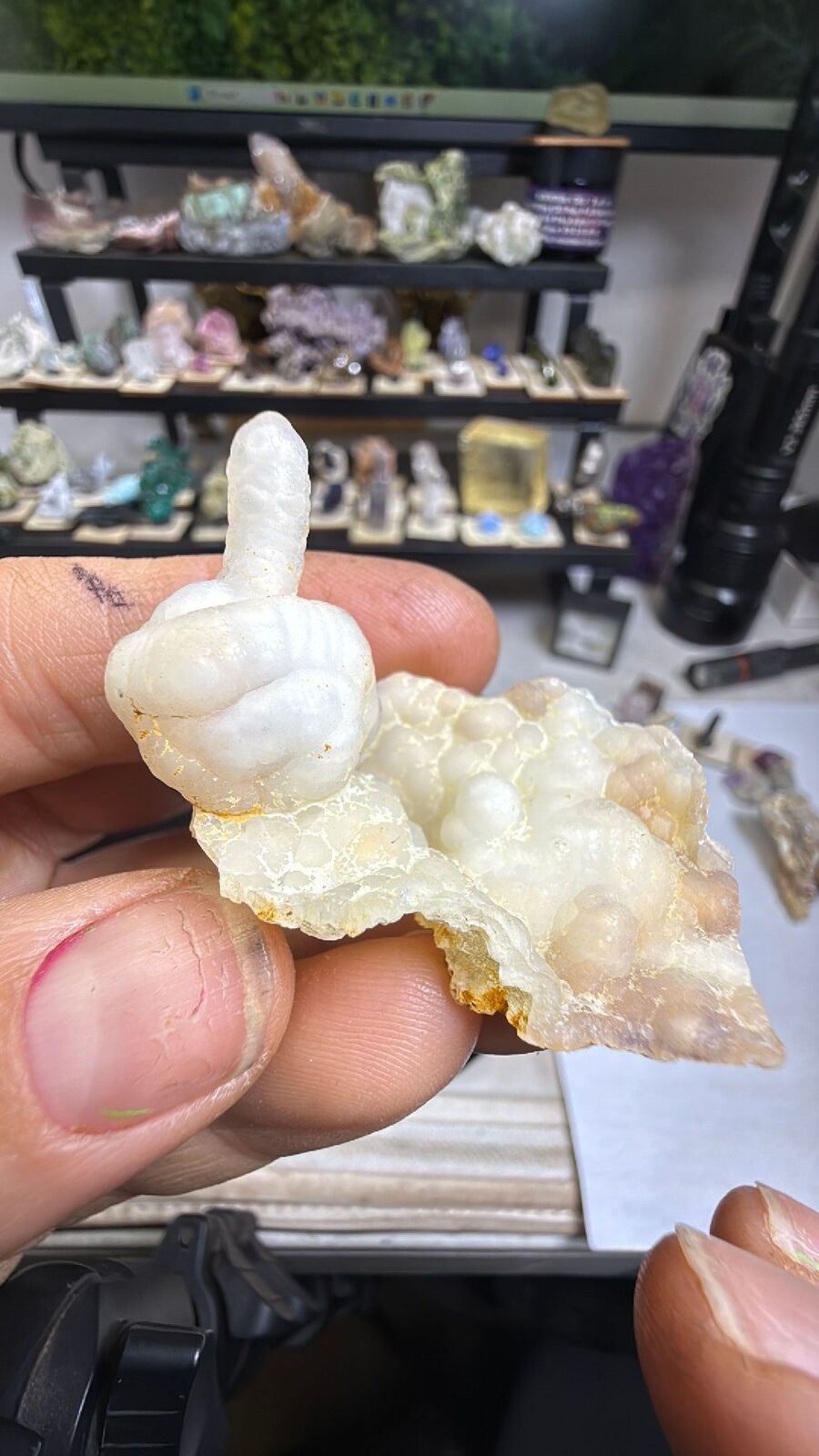 Fossil bamboo # 67
