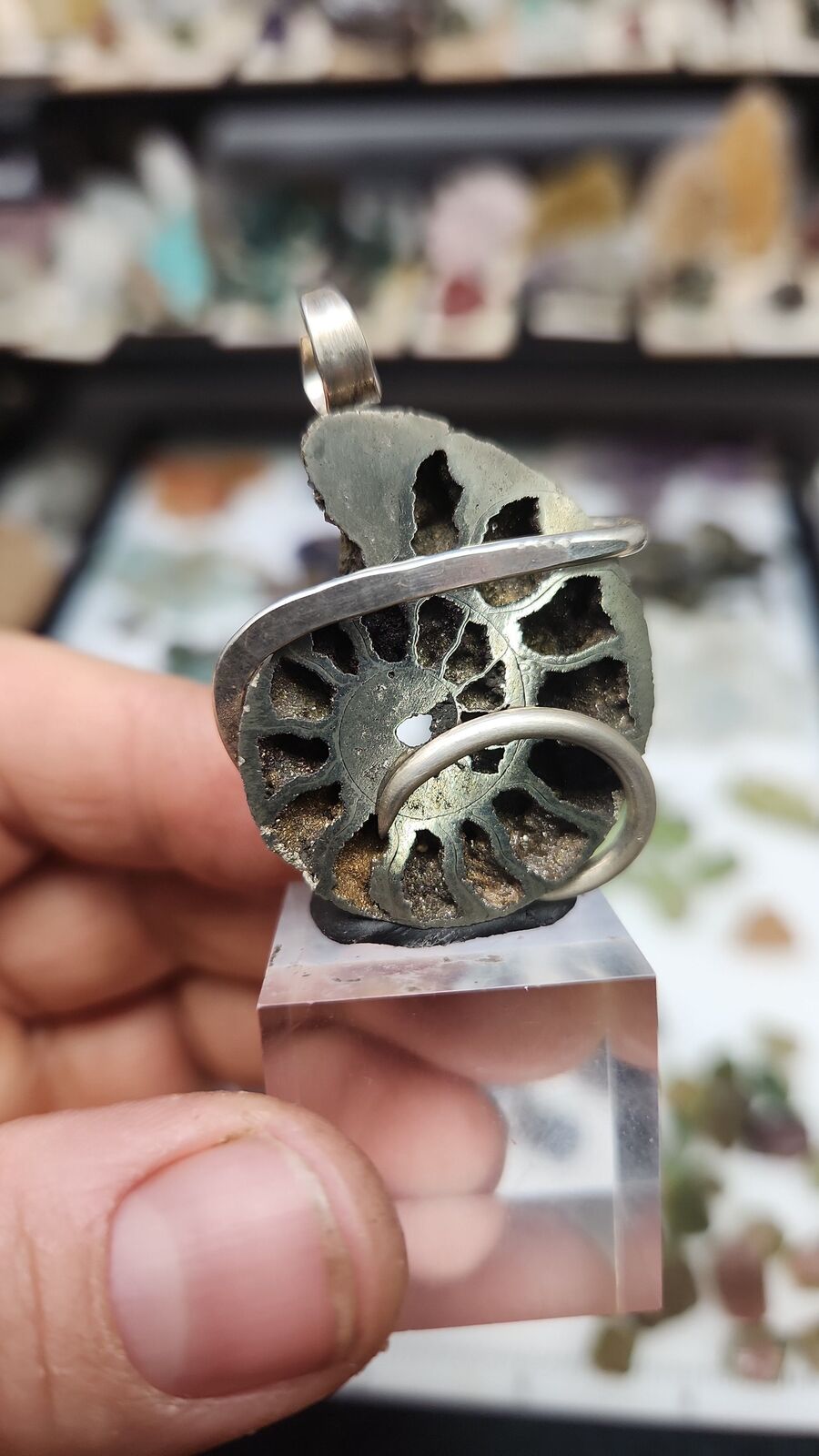 Pyratized Ammonite #110