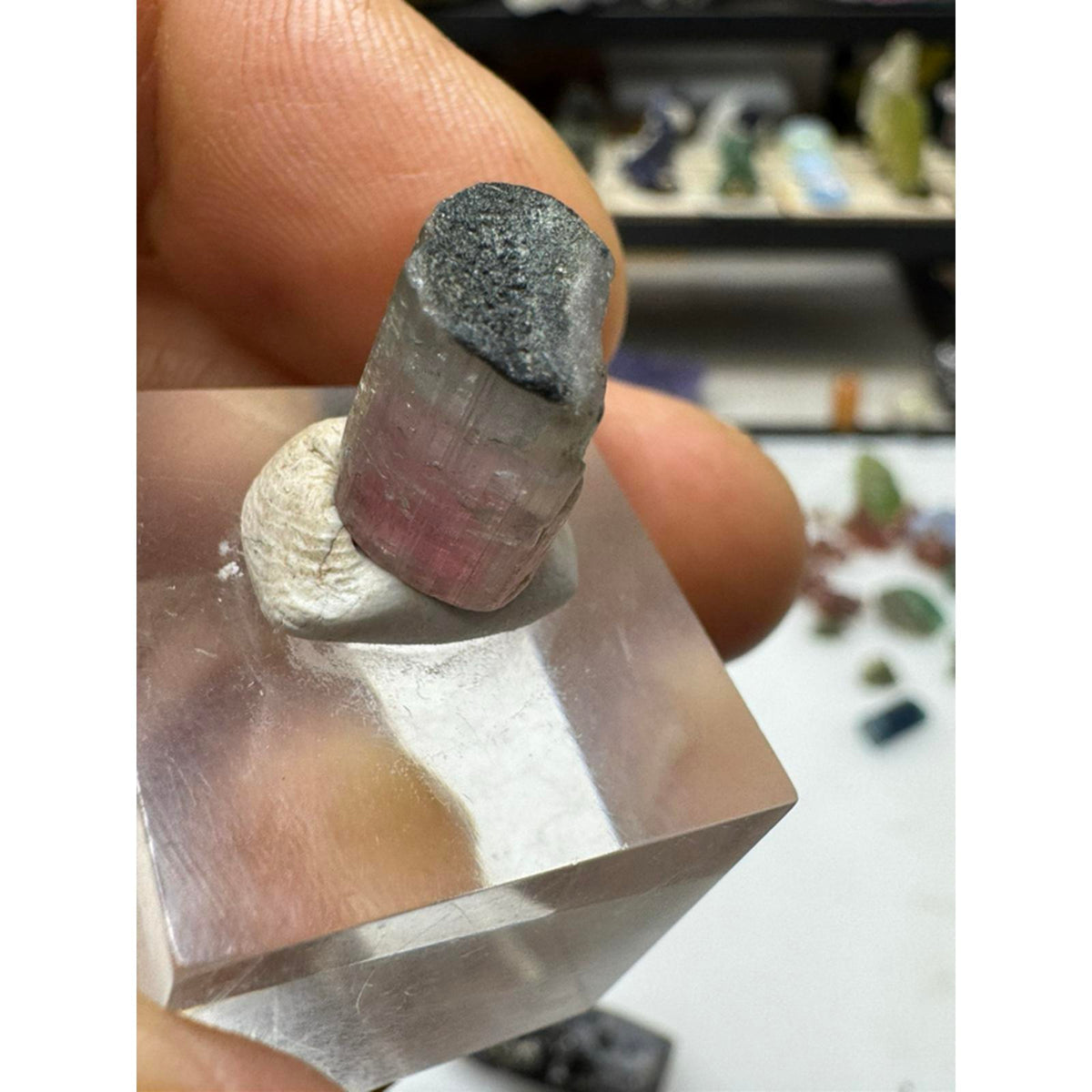 2.4 gram terminated watermelon tourmaline crystal #239 from Afghanistan