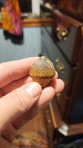 globadon tooth # 120