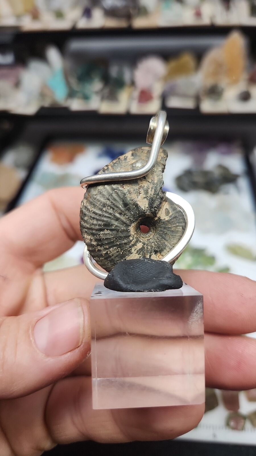Pyratized Ammonite #110
