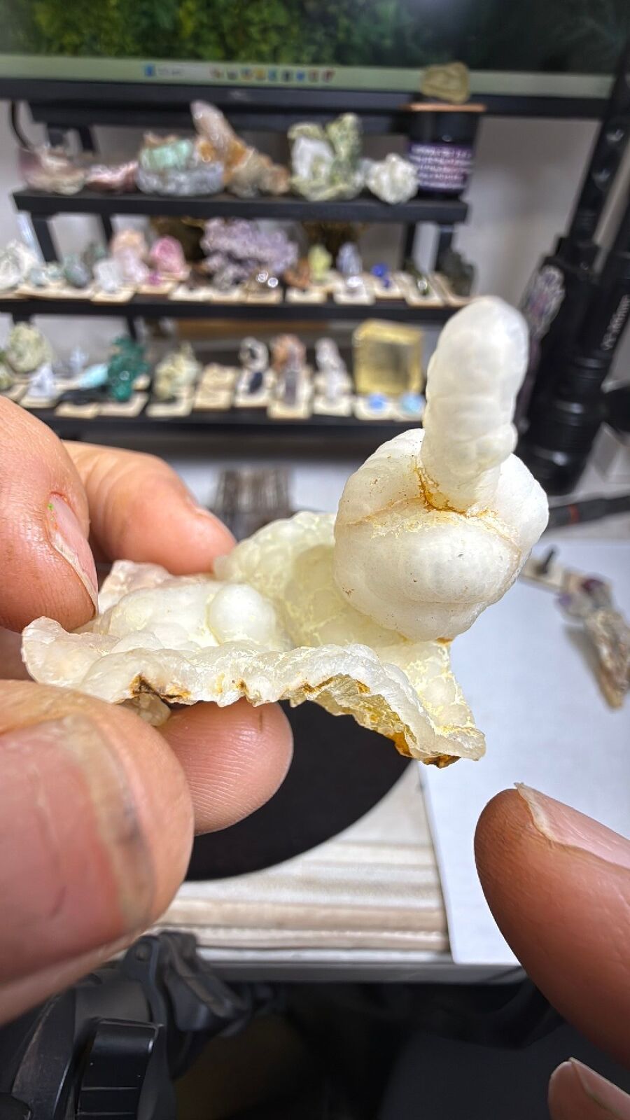 Fossil bamboo # 67
