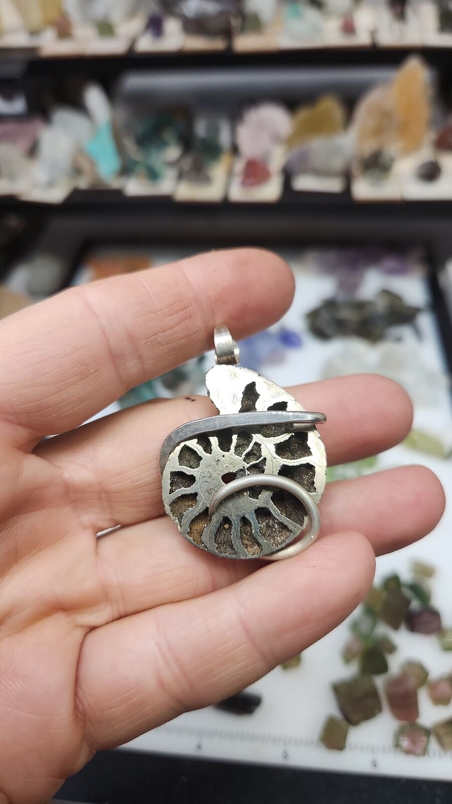 Pyratized Ammonite #110