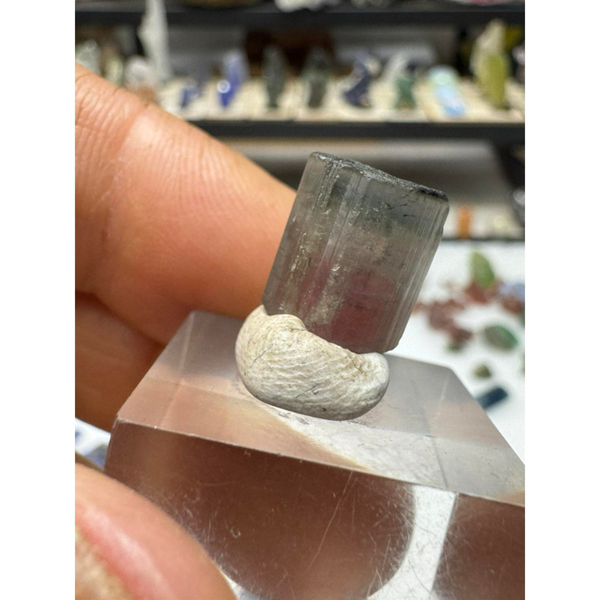 2.4 gram terminated watermelon tourmaline crystal #239 from Afghanistan