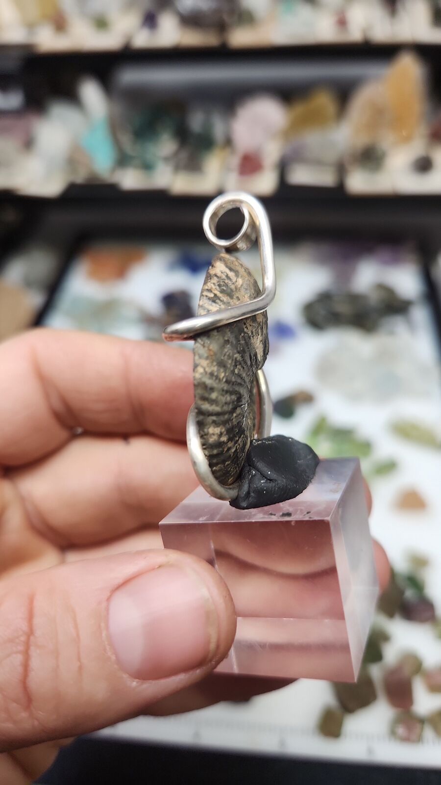 Pyratized Ammonite #110