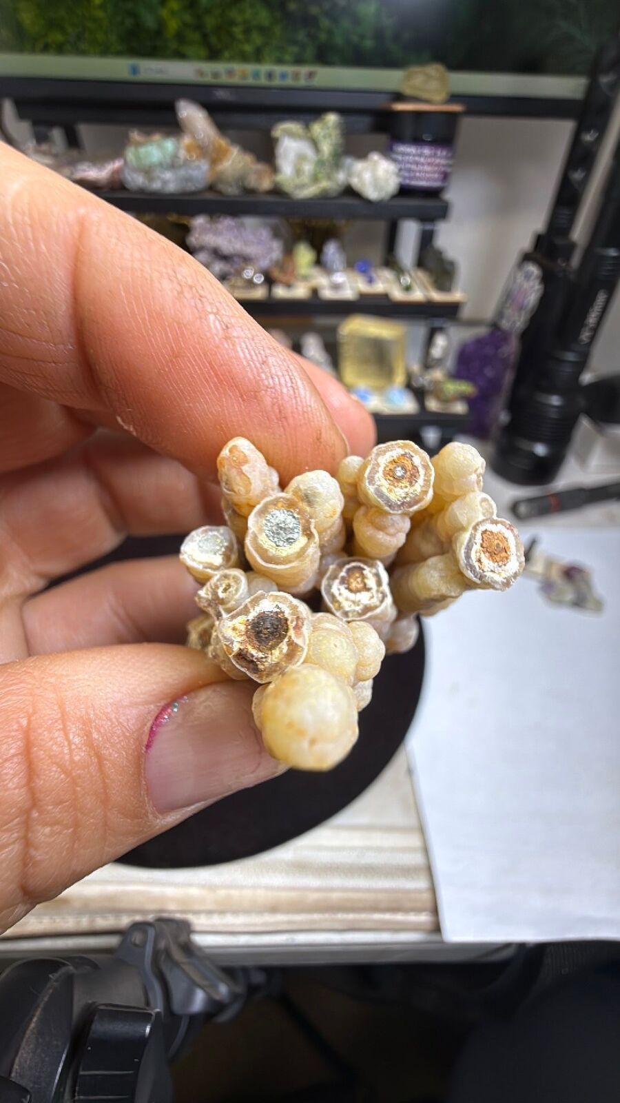 Fossilized bamboo #27