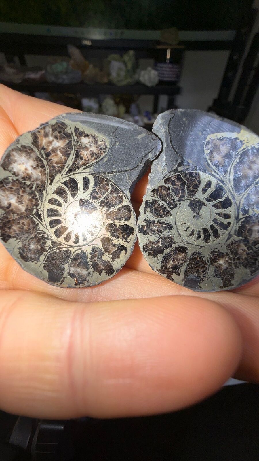 Pyrite ammonite # 144