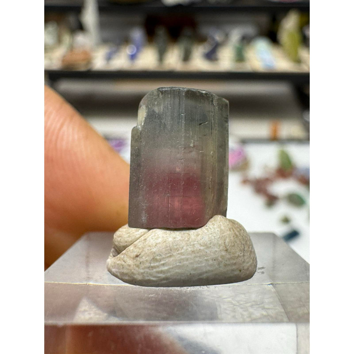 2.4 gram terminated watermelon tourmaline crystal #239 from Afghanistan