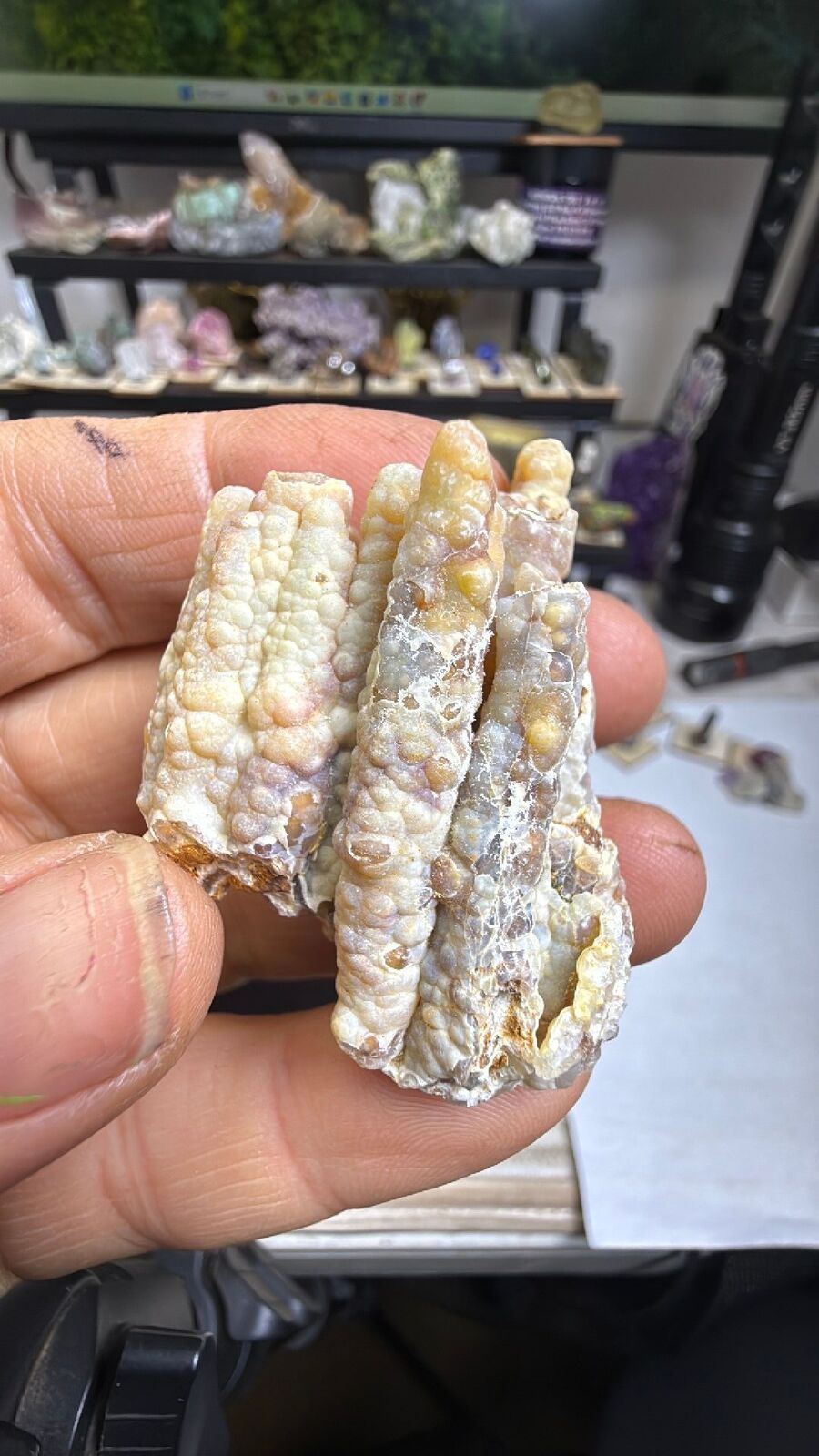 Fossilized bamboo #27
