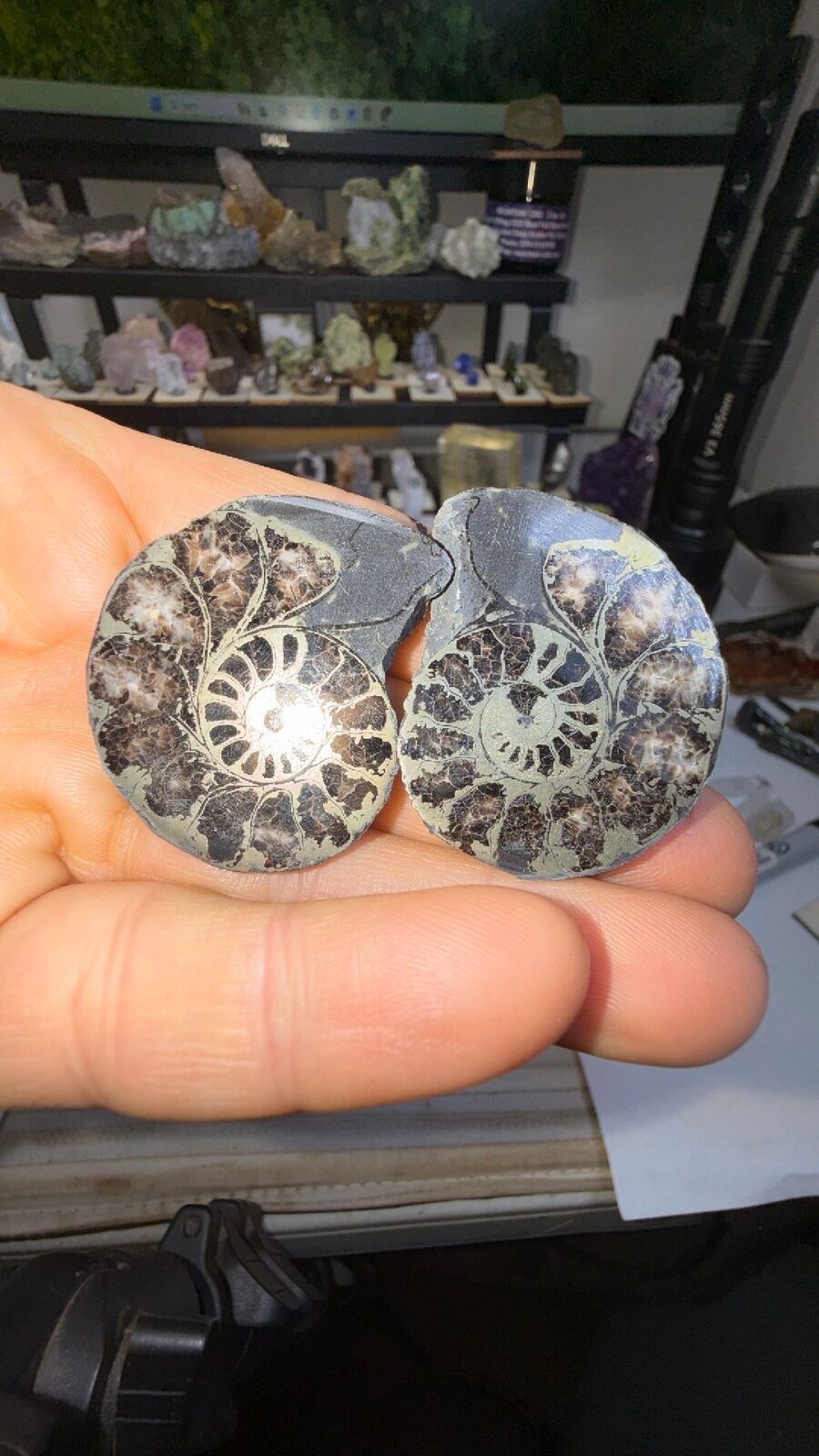 Pyrite ammonite # 144
