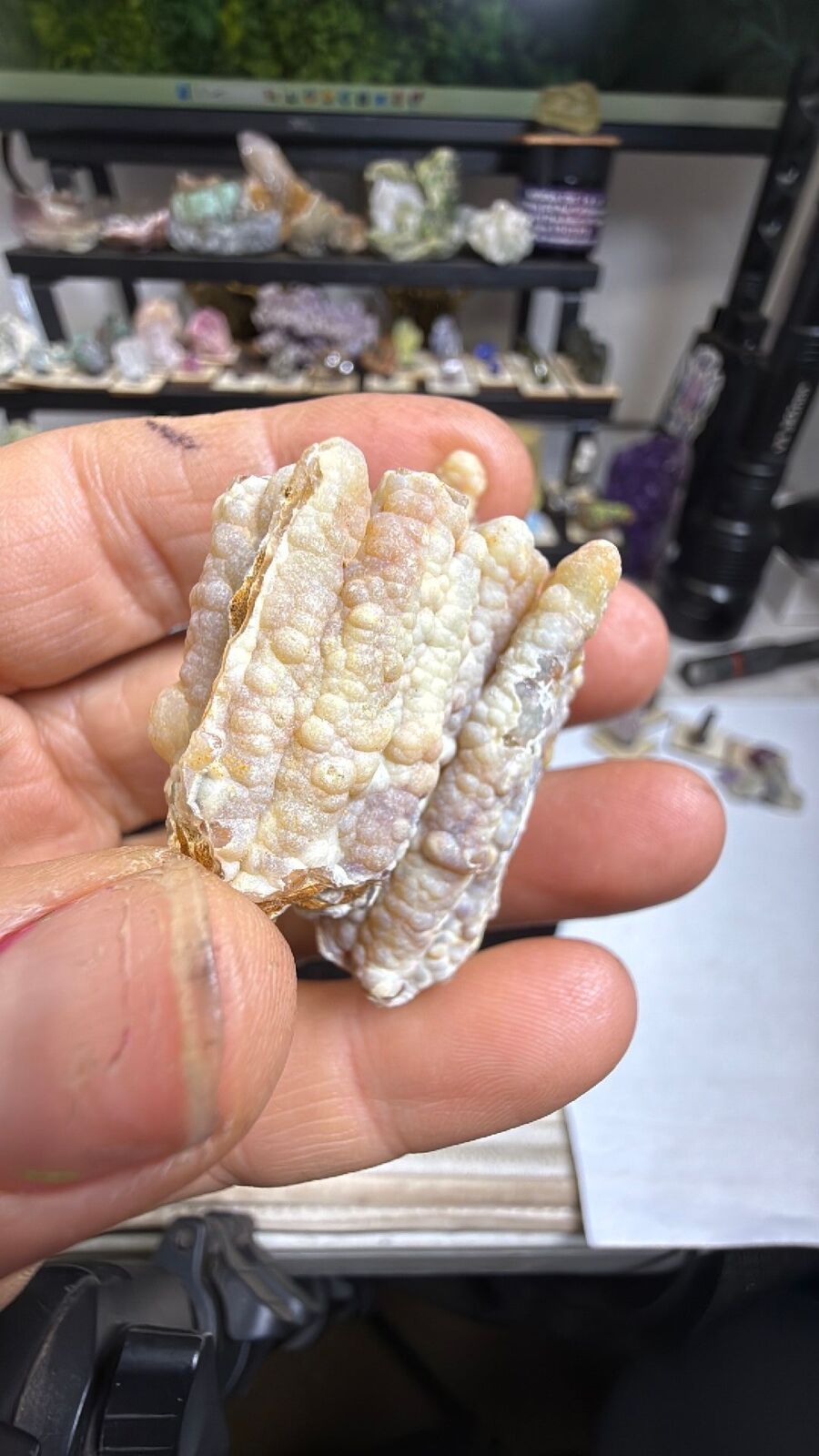Fossilized bamboo #27