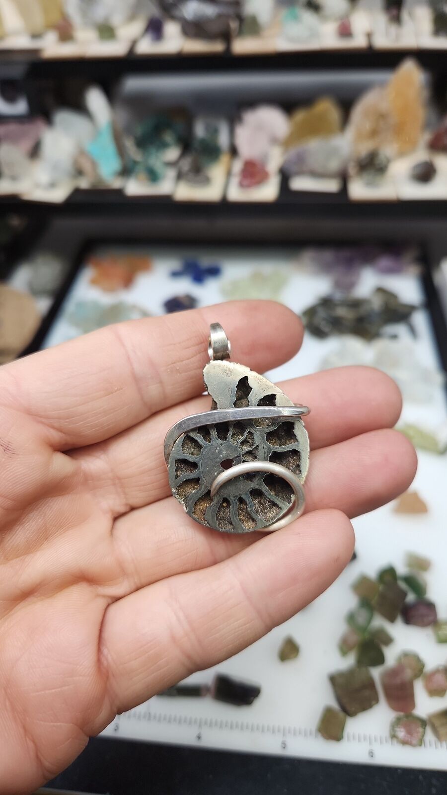 Pyratized Ammonite #110