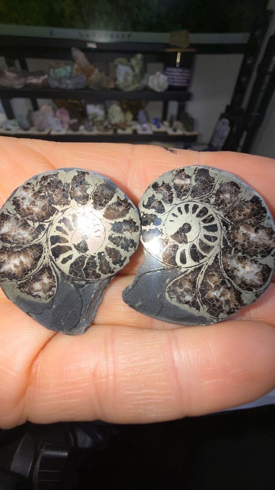Pyrite ammonite # 144