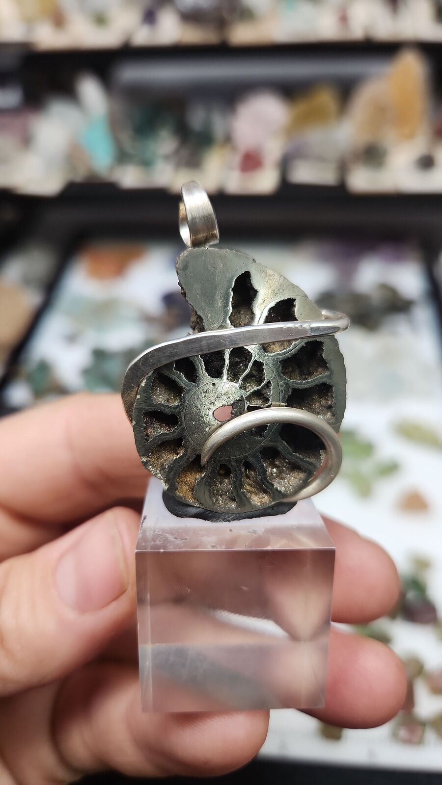 Pyratized Ammonite #110